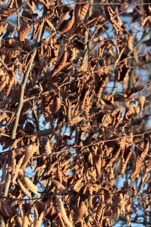 trockene, abgestorbene, braune Blätter der Carpinus Betulus-Hainbuche 