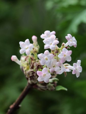 Téléchargez les photos : Jolies, petites fleurs parfumées de viburnum farreri buisson au printemps - en image libre de droit
