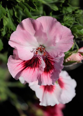 Téléchargez les photos : Jolies fleurs roses de pélargonium - plante en pot de géranium en gros plan - en image libre de droit
