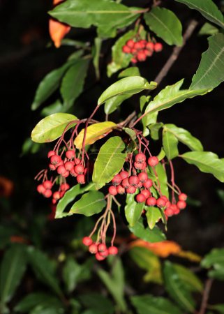 red berries and green foliage of Stravanesia davidiana tree in park