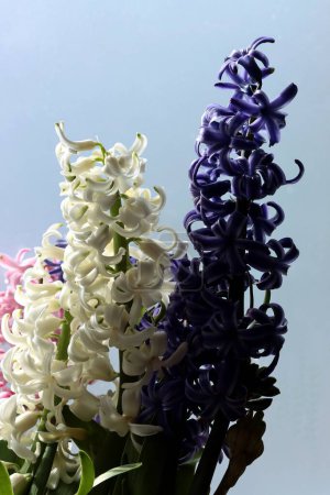 Téléchargez les photos : Fleurs de jacinthe colorées fermer - en image libre de droit