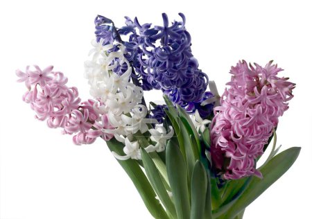 Téléchargez les photos : Fleurs de jacinthe colorées fermer - en image libre de droit