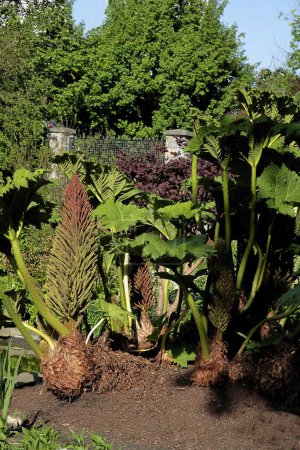 Gunnera manicata brasilianische Pflanze mit grünen riesigen Blättern und braunen Blüten