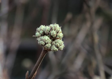  Viburnum Carlcephalum. Strauch mit Knospenkronen vor der Blüte 