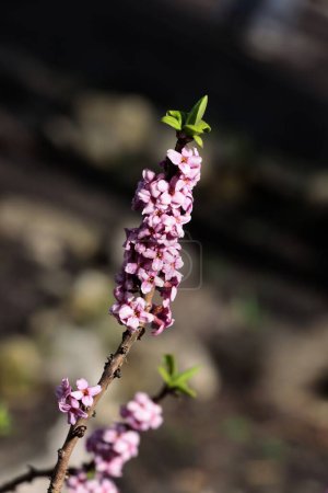 rosa Blüten von Daphne mezereum Busch im zeitigen Frühling