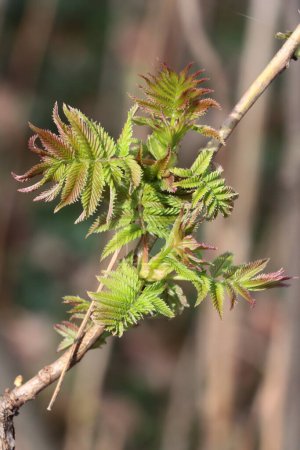 Sorbaria Sorbifolia - Rosaceae Árbol genealógico con follaje fresco