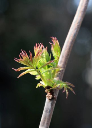 growing green fresh leaves of Sorbaria Sorbifolia - .Rosaceae Family
