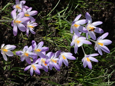 Téléchargez les photos : Jolies fleurs de lila et de crocus jaunes dans le parc au printemps - en image libre de droit