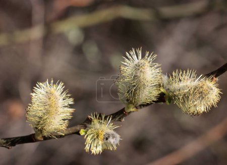  gelbe Pollen von Kätzchen Salix Aegyptica Baum im Frühling aus nächster Nähe