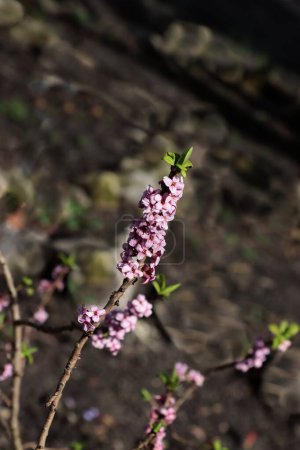 pink flowers of Daphne mezereum bush at early spring