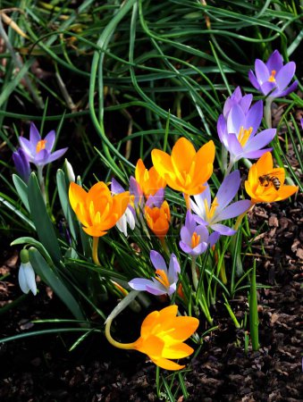 Téléchargez les photos : Lila et fleurs de crocus jaunes au printemps - en image libre de droit