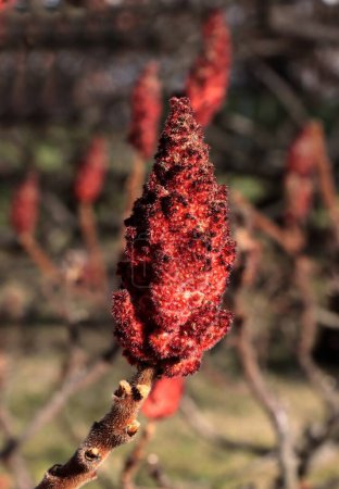 brown and red inflorescence of blossoming Sumac tree - Rhus Typpical at spring close up
