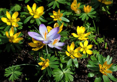 Téléchargez les photos : Jolies fleurs de lila et de crocus jaunes dans le parc au printemps - en image libre de droit