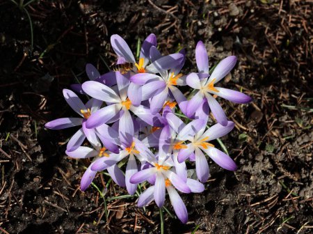 Téléchargez les photos : Lila et fleurs de crocus jaunes au printemps - en image libre de droit