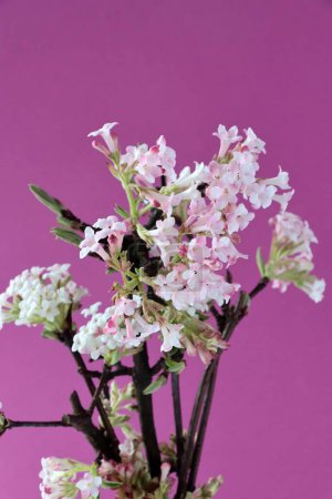 Téléchargez les photos : Roses et blanches, petites fleurs parfumées de Viburnum Farreri au printemps - en image libre de droit