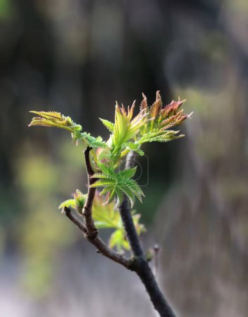 cultivo de hojas verdes frescas de Sorbaria Sorbifolia - .Rosaceae Familia