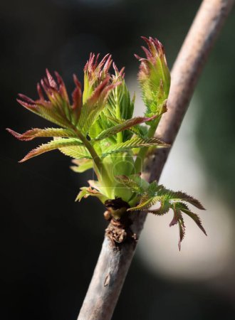 wachsende grüne frische Blätter von Sorbaria Sorbifolia - .Rosaceae Familie
