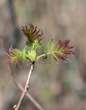 wachsende grüne frische Blätter von Sorbaria Sorbifolia - .Rosaceae Familie