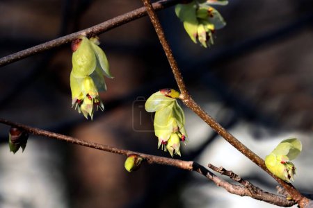 Ostrya Carpinifolia tree with growing flowers and buds at spring
