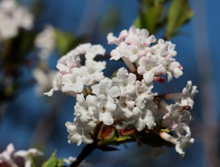 rosa und weiß, kleine, duftende Blüten des Viburnum Farreri-Busches im Frühling