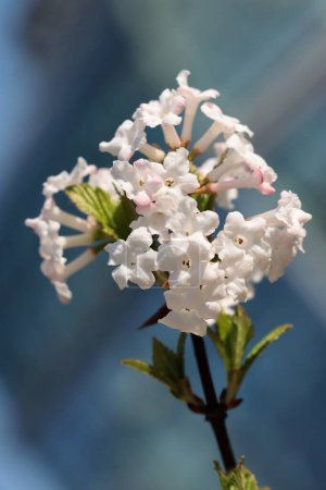 rosa und weiß, kleine, duftende Blüten des Viburnum Farreri-Busches im Frühling