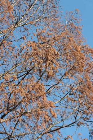 Metasequoia Glyptostroboides mit Kätzchen und Zapfen als Blüte im Frühling