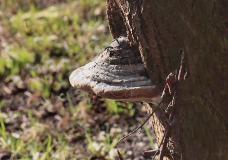  Fomes fomentarius-Bracket Pilz auf Rinde eines alten Baumes im Wald