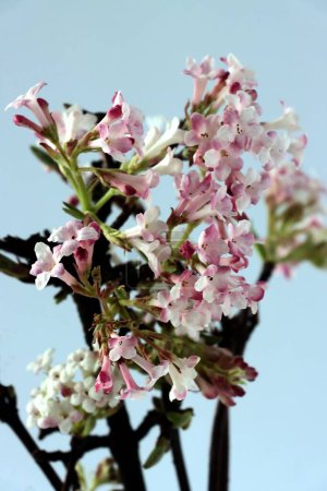 roses et blanches, petites fleurs parfumées de Viburnum Farreri au printemps