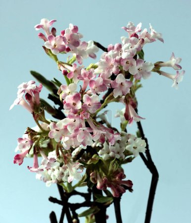 Téléchargez les photos : Roses et blanches, petites fleurs parfumées de Viburnum Farreri au printemps - en image libre de droit
