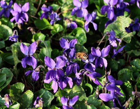 Téléchargez les photos : Alto odorata - fleurs de lila violette douce et insectes abeilles - en image libre de droit