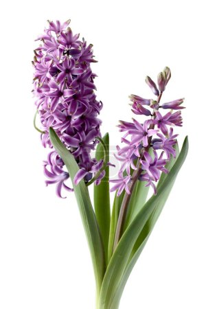 various colorful hyacinth flowers and growing sprouts at spring close up
