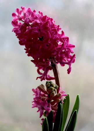 various colorful hyacinth flowers and growing sprouts at spring close up