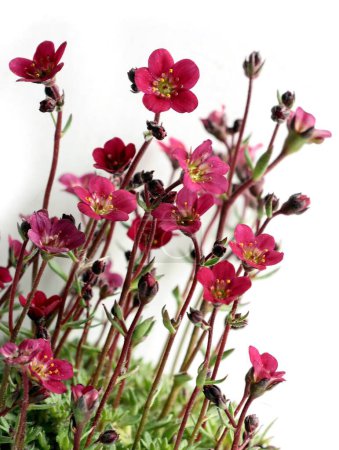 saxifraga plante avec de petites fleurs rouges gros plan