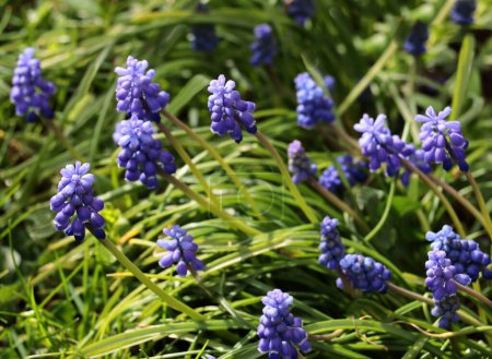 purple small  flowers of Muscari - Grape hyacint plants at spring in garden