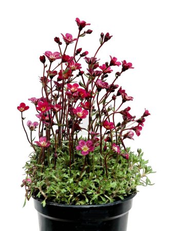 saxifraga plante avec de petites fleurs rouges gros plan