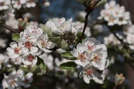 weiße Blüten mit roten Pollen des wilden Birnbaums im Frühling