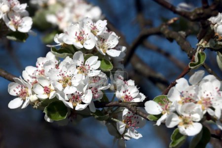 weiße Blüten mit roten Pollen des wilden Birnbaums im Frühling
