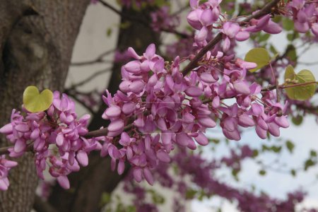 purple flowers on twig of Cersis siliquastrum-judas tree at spring in park close up