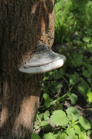  Fomes fomentarius-Bracket Pilz auf Rinde eines alten Baumes im Wald