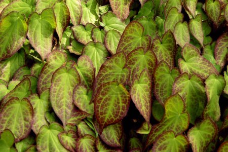 kleine rote Blüten und grünes Laub der Epimedium Grandiflorum Pflanze im Frühling