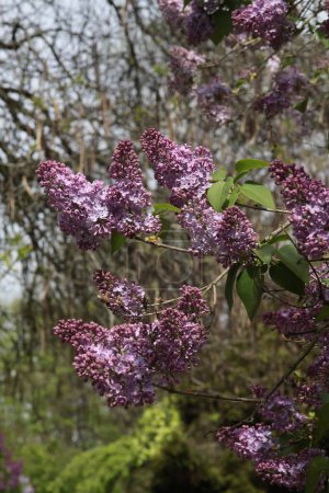 Téléchargez les photos : Arbuste de lilas fleurissant dans le jardin au printemps - en image libre de droit