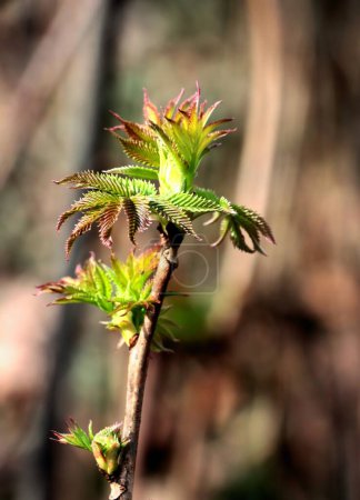 culture de feuilles vertes fraîches Sorbaria Sorbifolia - Famille des Rosacées au printemps