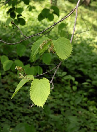 green leaves and bloom of  Corylopsis sinensis tree at spring  flower,