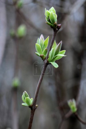 growing green fresh leaves of Oemleria Cerasiformis-Rosaceae family bush at spring
