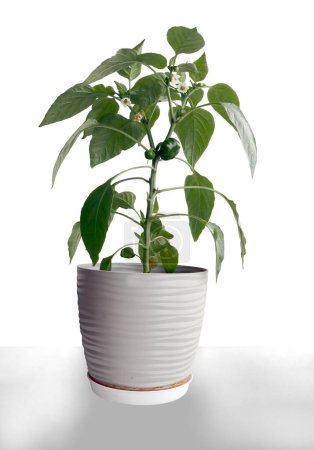 pepper plant with white flowers and growing green fruits