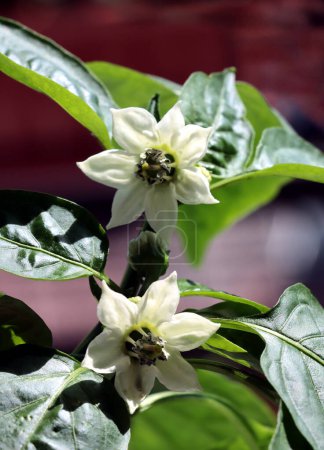 pepper plant with white flowers and growing green fruits