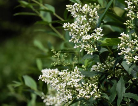 white fragrant flowers of privet bush close up