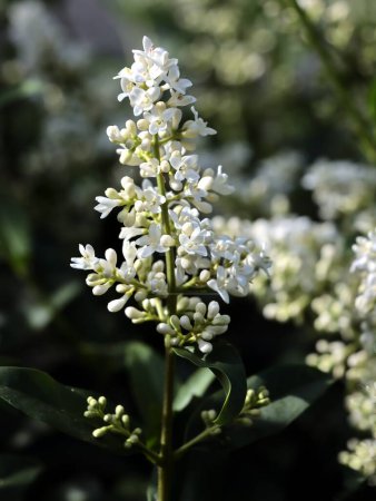 white fragrant flowers of privet bush close up