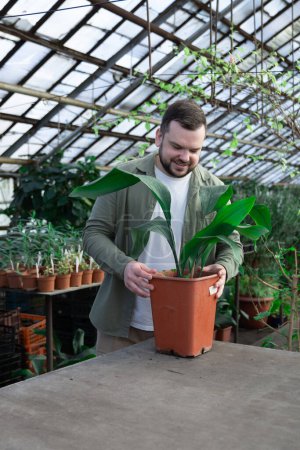 Photo for Young farmer examines the large leaves of large green plant in pot. Pots with other plants are visible. Gardening, seedlings, sale. High quality photo - Royalty Free Image