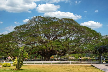 Riesen-Regenbaum bei Kanchanaburi, Thailand